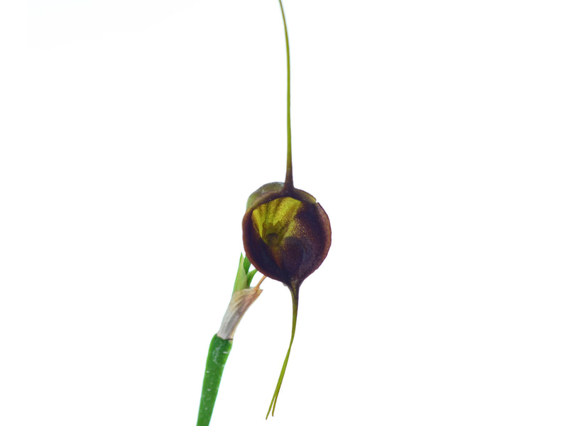 Masdevallia echo