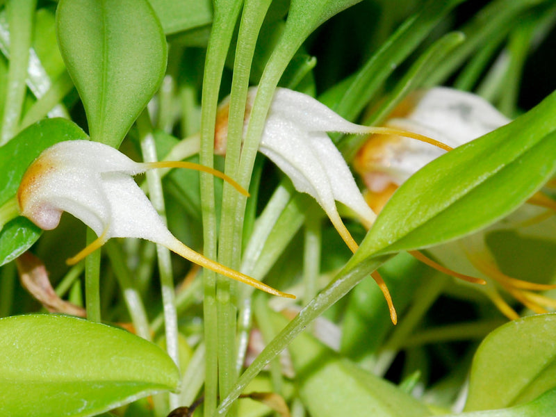 Masdevallia elachys