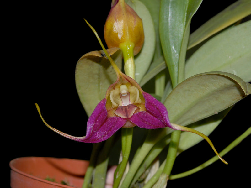 Masdevallia elegans
