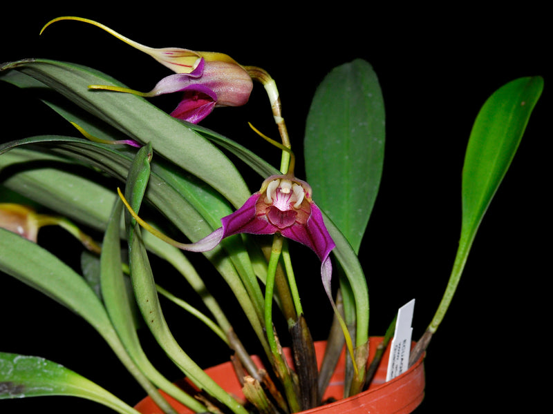 Masdevallia elegans