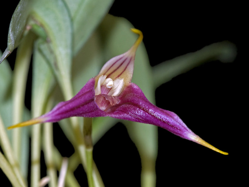 Masdevallia elegans