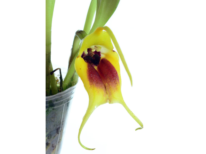 Masdevallia elephanticeps