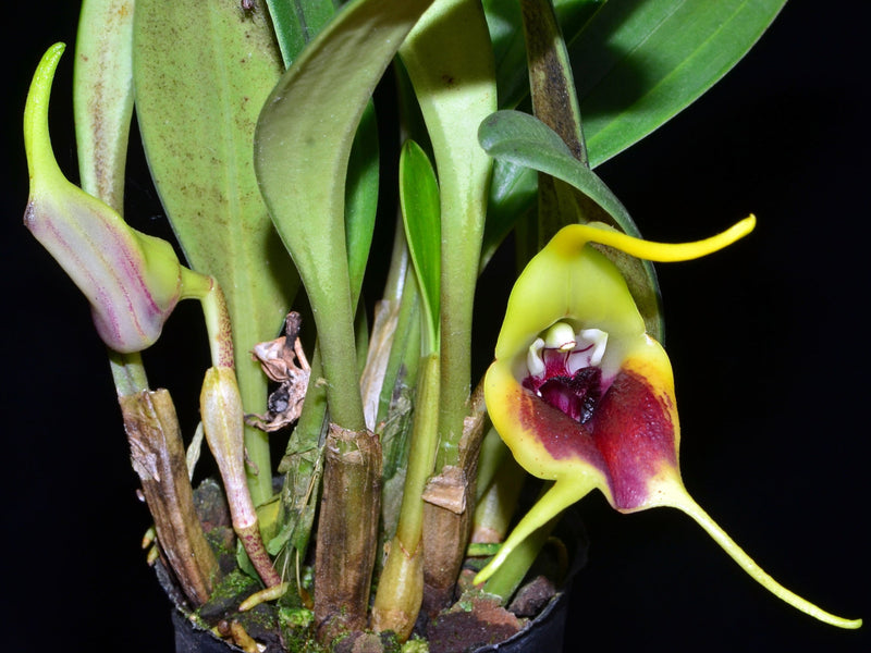 Masdevallia elephanticeps