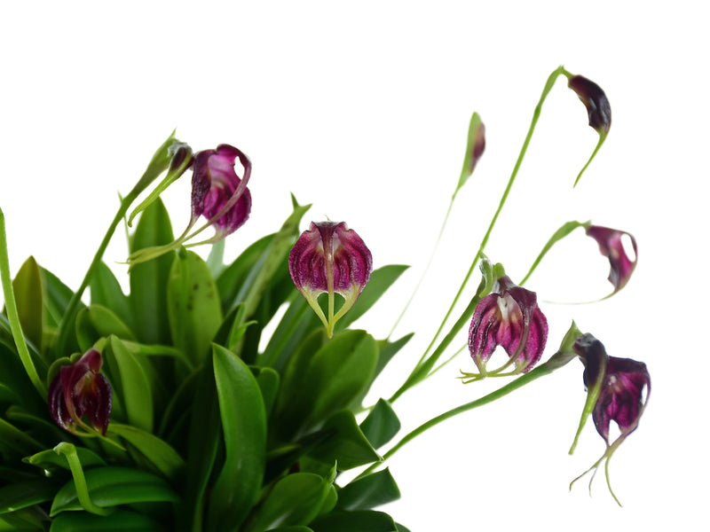 Masdevallia empusa