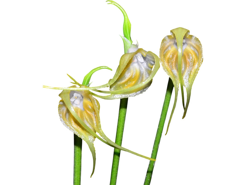 Masdevallia empusa albescens