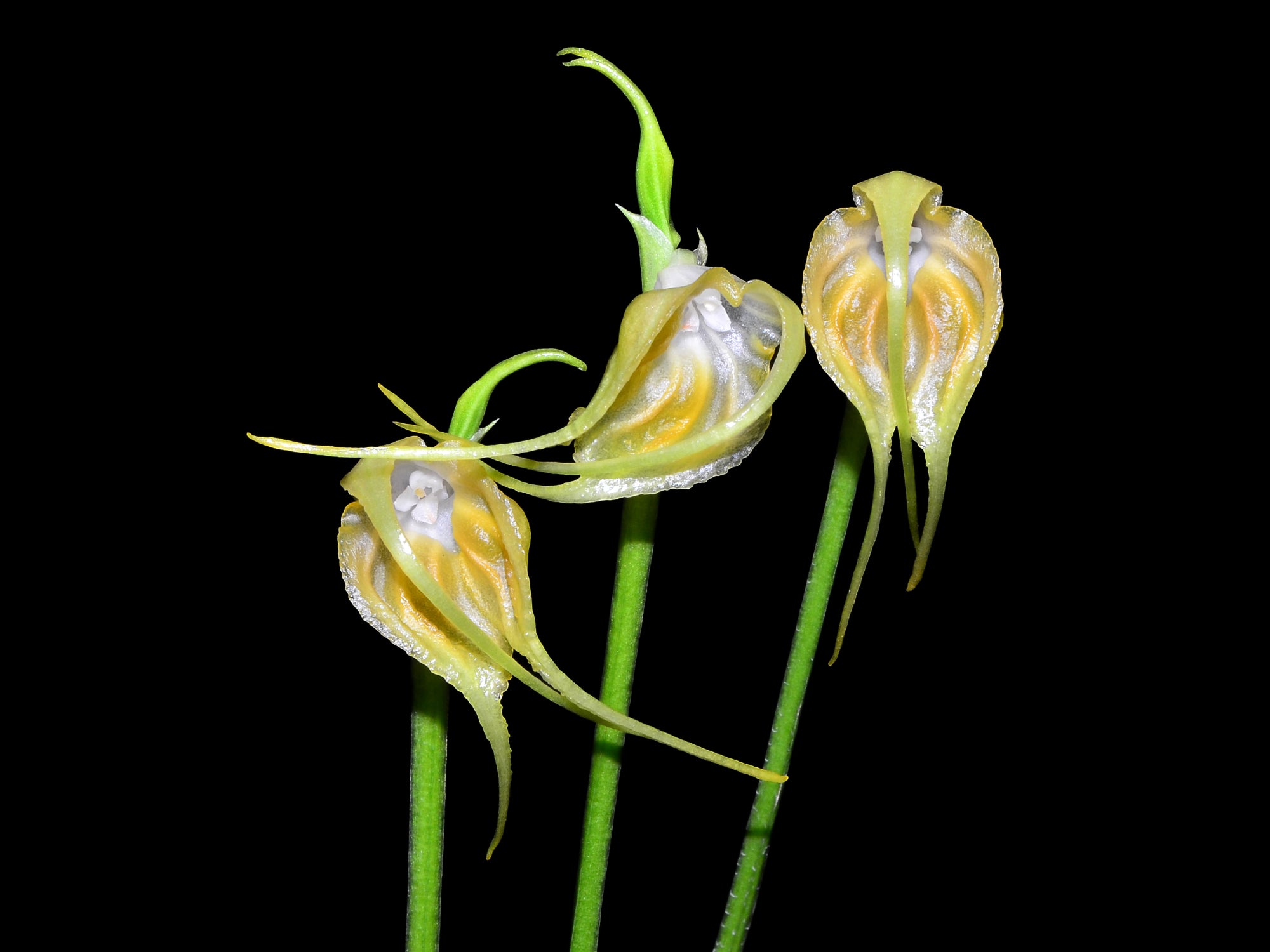 Masdevallia empusa albescens