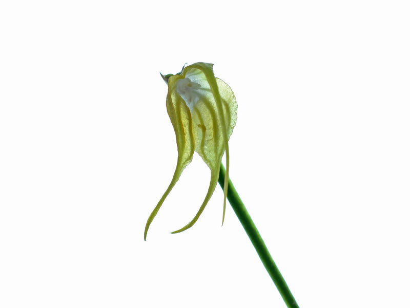 Masdevallia empusa albescens
