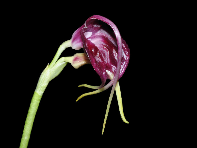 Masdevallia empusa