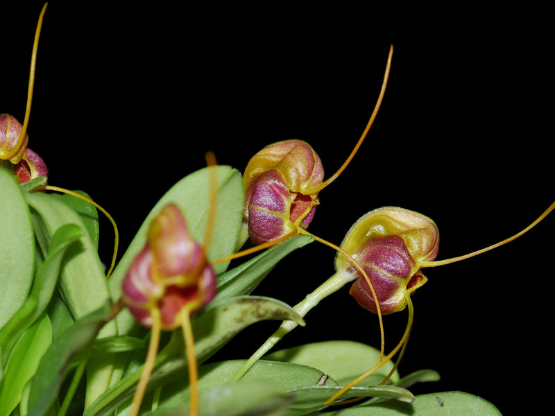 Masdevallia encephala