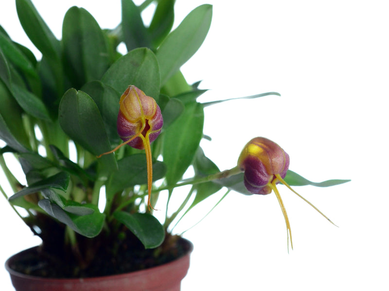 Masdevallia encephala