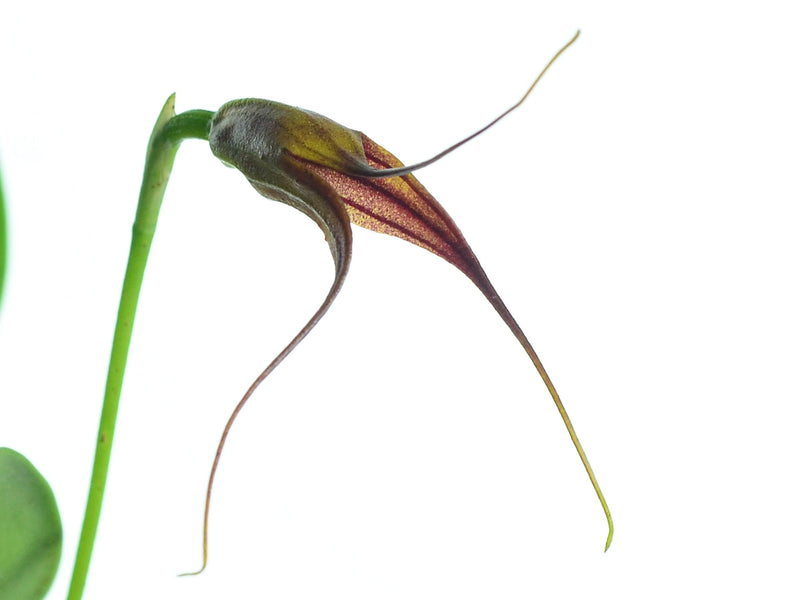 Masdevallia ensata