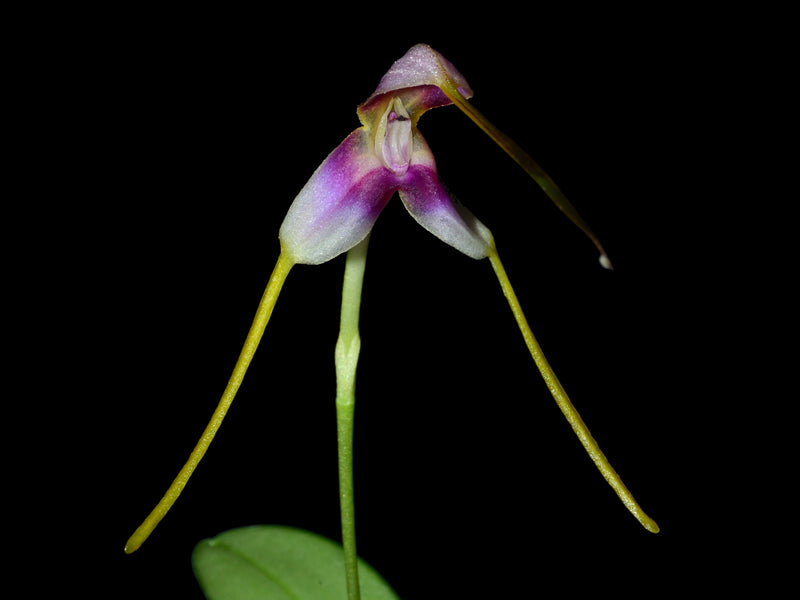 Masdevallia estradae