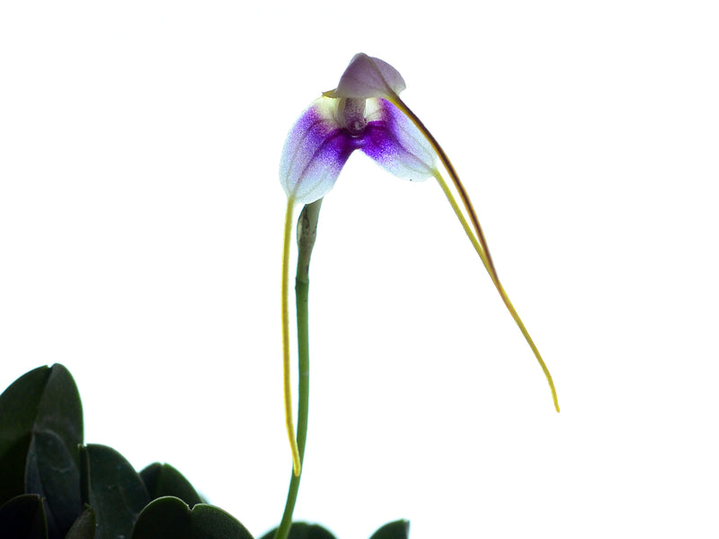 Masdevallia estradae