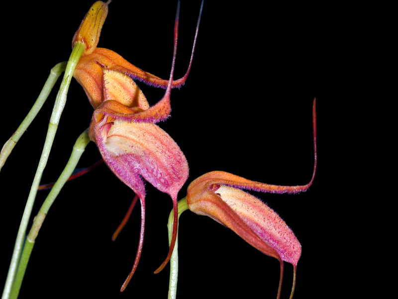 Masdevallia eumeliae