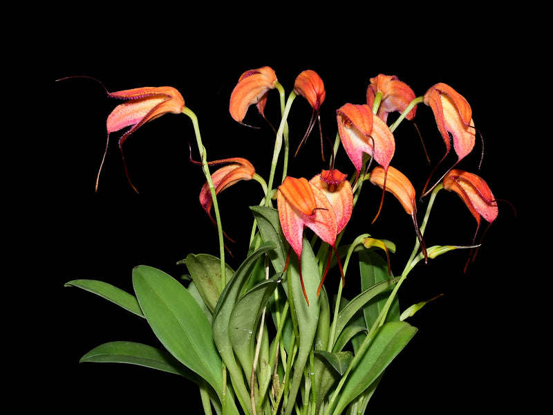 Masdevallia eumeliae