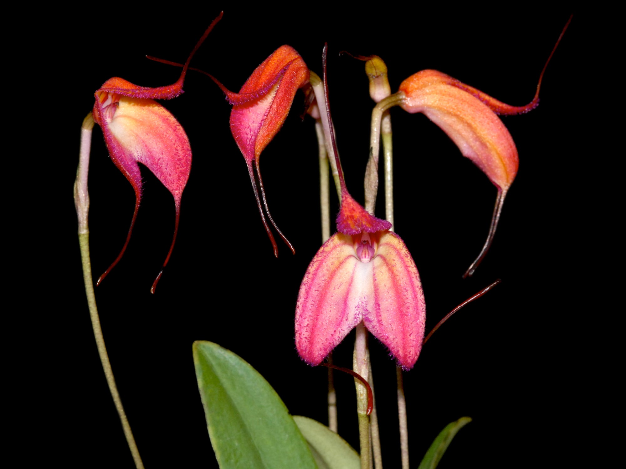 Masdevallia eumeliae Ecuagenera 'Gigi'