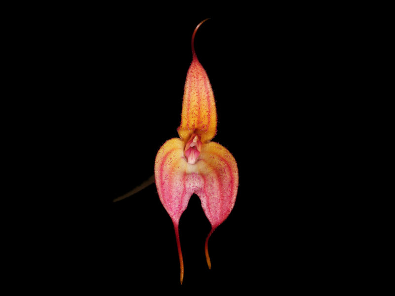 Masdevallia eumeliae
