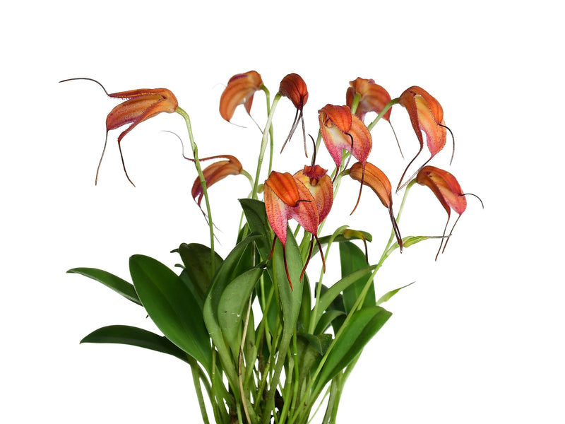 Masdevallia eumeliae