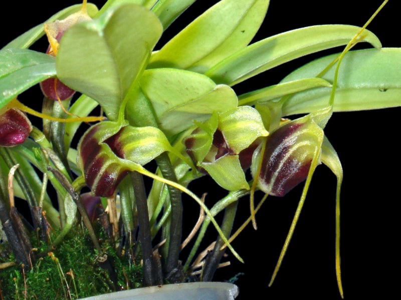 Masdevallia eurynogaster