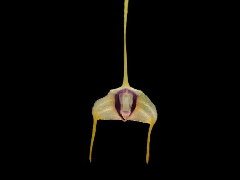 Masdevallia eurynogaster