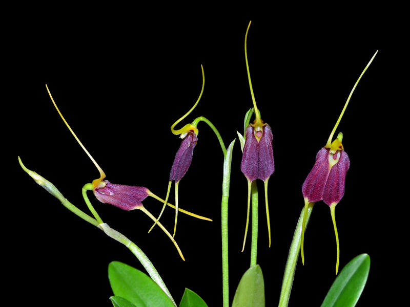 Masdevallia excelsior