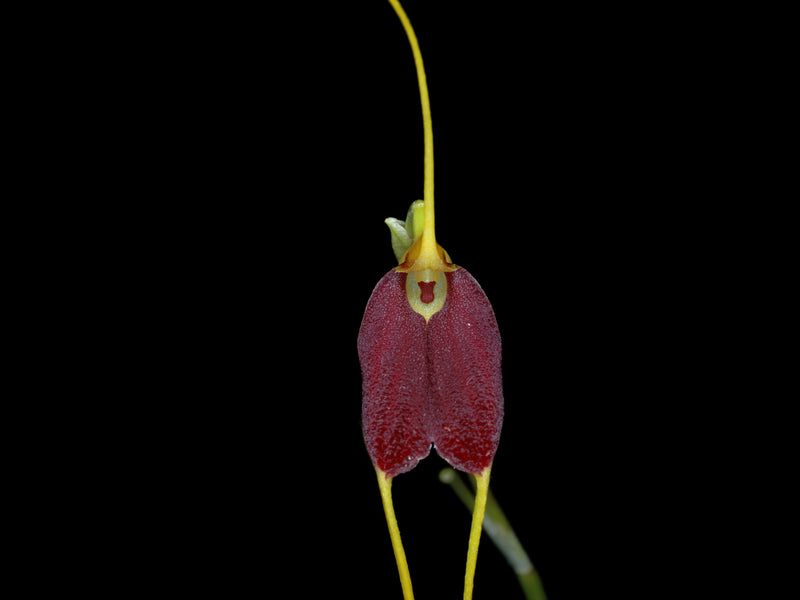 Masdevallia excelsior