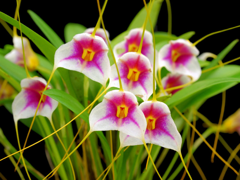 Masdevallia exquisita