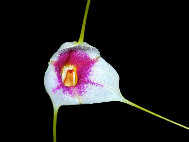 Masdevallia exquisita