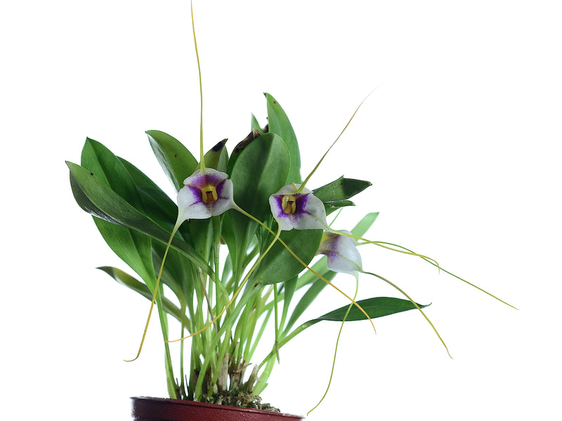 Masdevallia exquisita