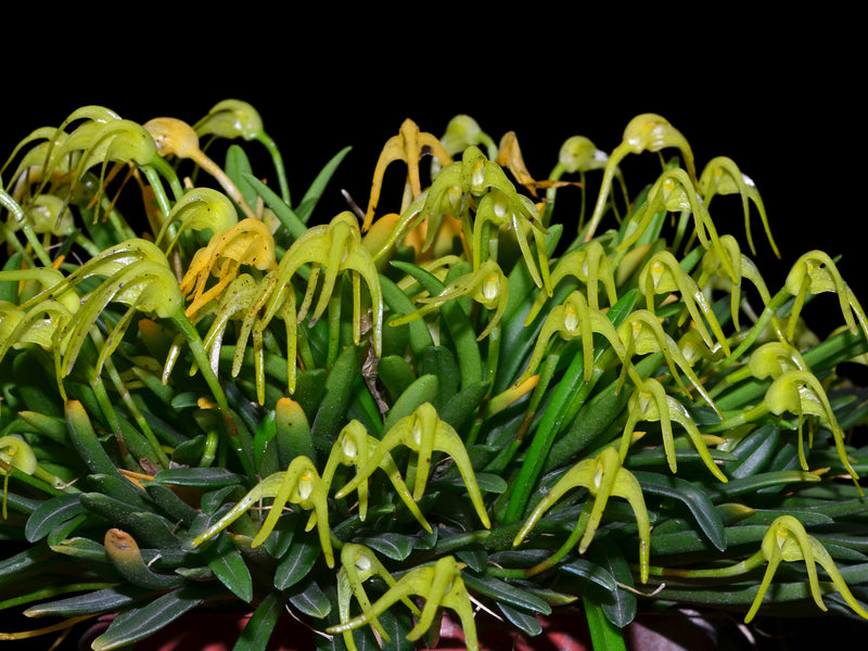 Masdevallia falcago
