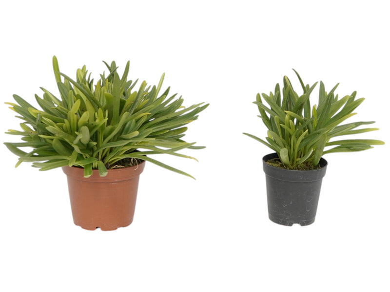 Masdevallia falcago (Big)