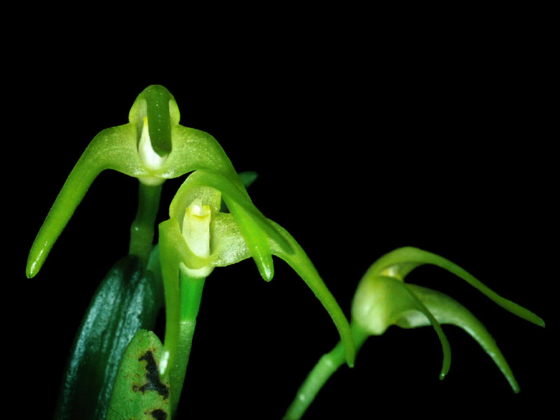 Masdevallia falcago