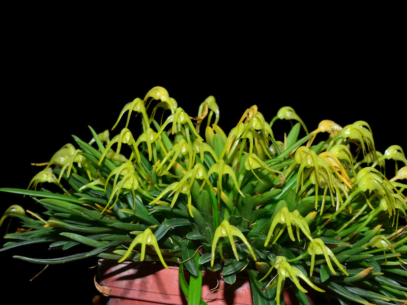 Masdevallia falcago