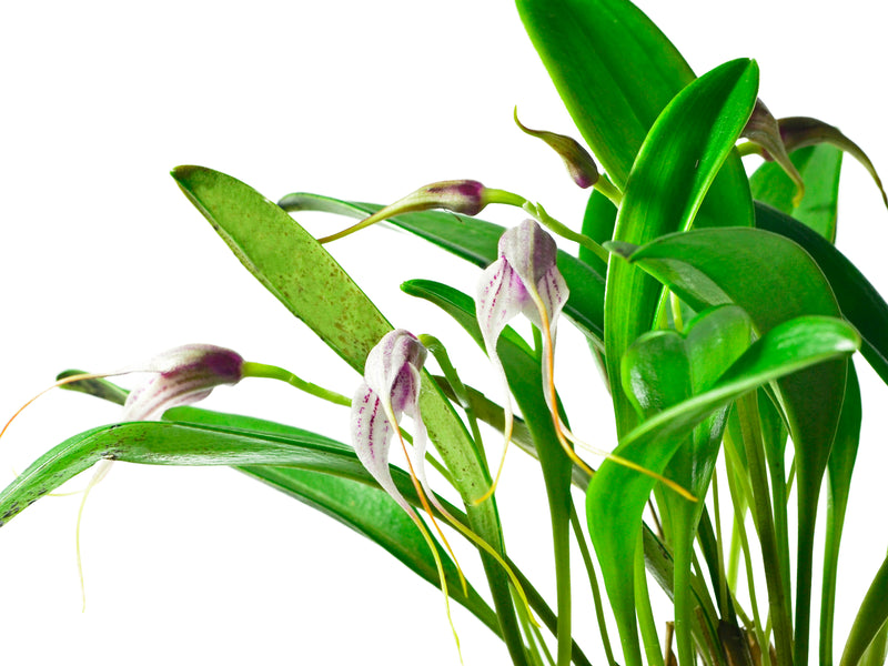 Masdevallia figueroae