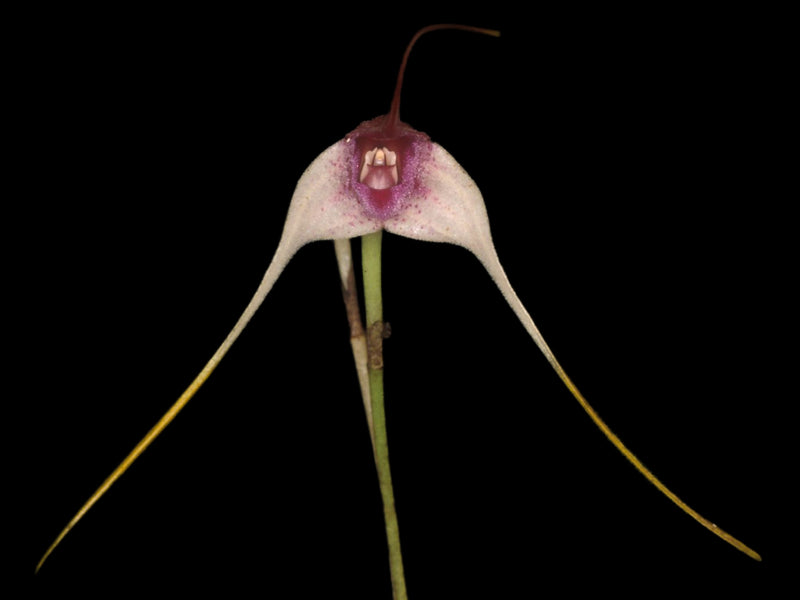 Masdevallia figueroae