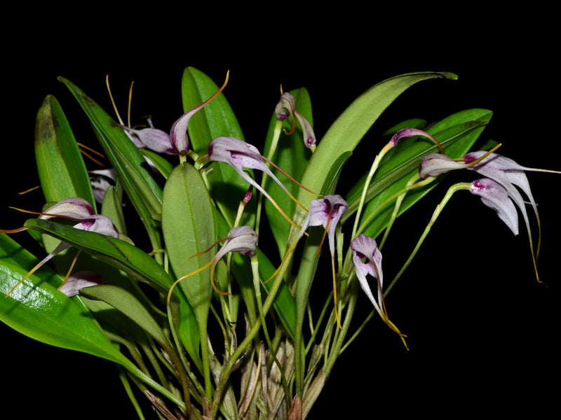 Masdevallia figueroae