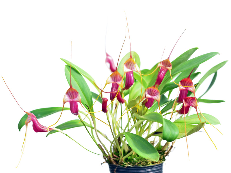 Masdevallia filaria