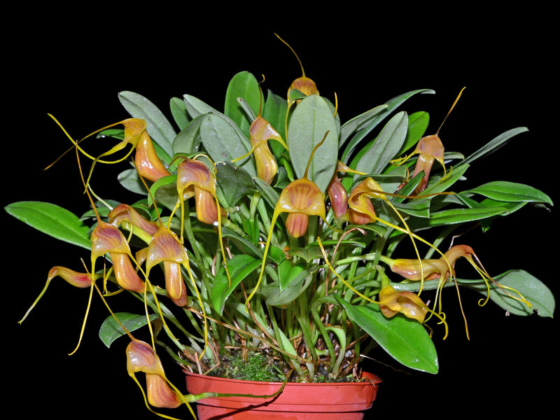 Masdevallia filaria