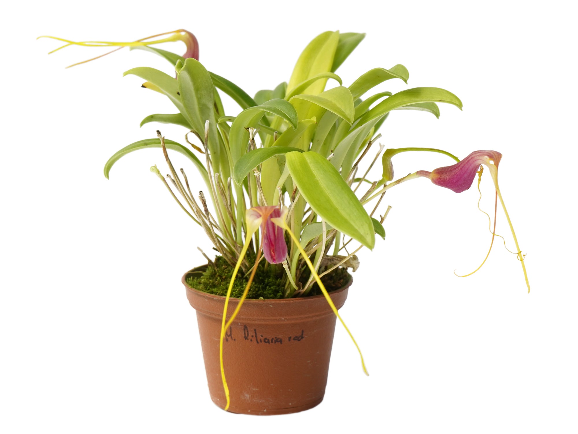 Masdevallia filaria red