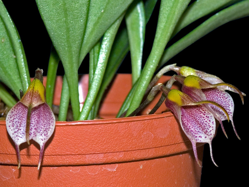 Masdevallia floribunda