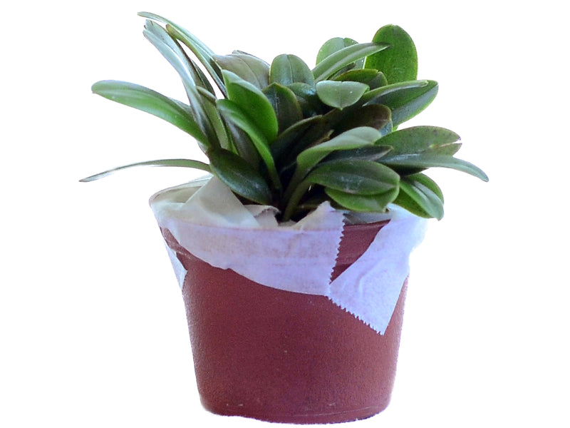 Masdevallia floribunda