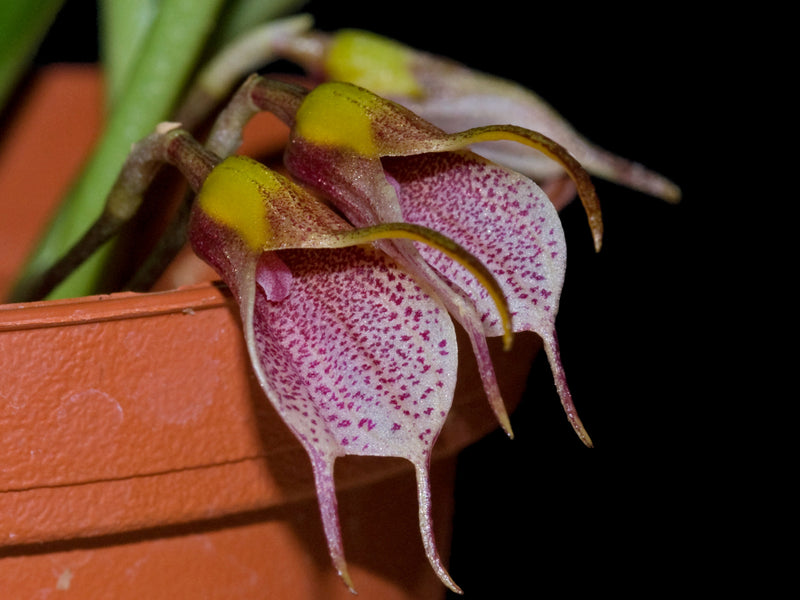 Masdevallia floribunda