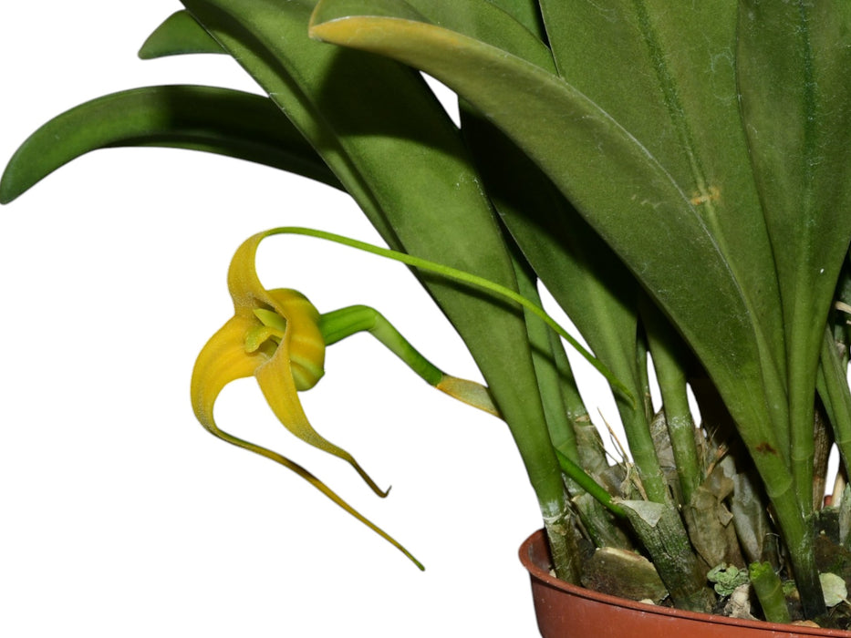 Masdevallia fractiflexa f. xanthina 'Alex'