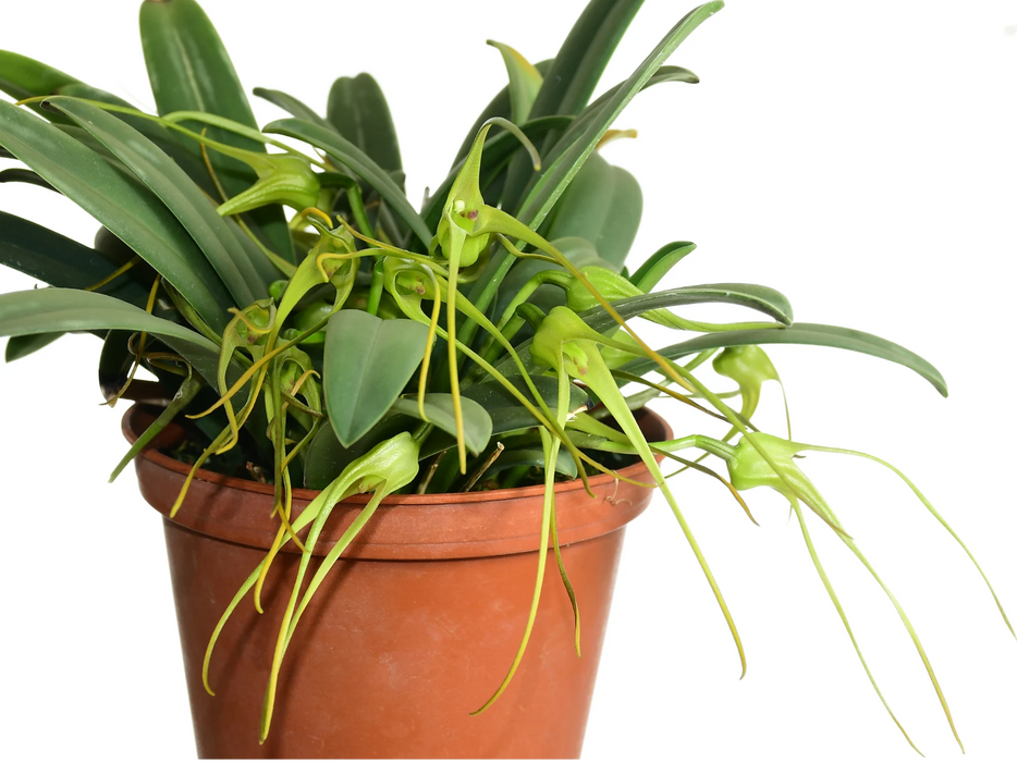 Masdevallia fractiflexa