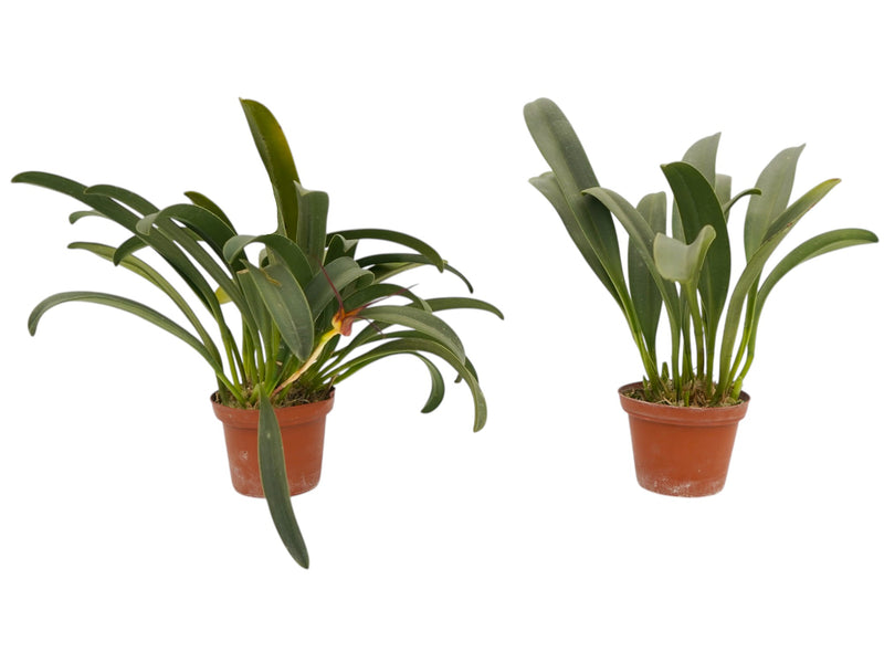 Masdevallia fractiflexa (Big)