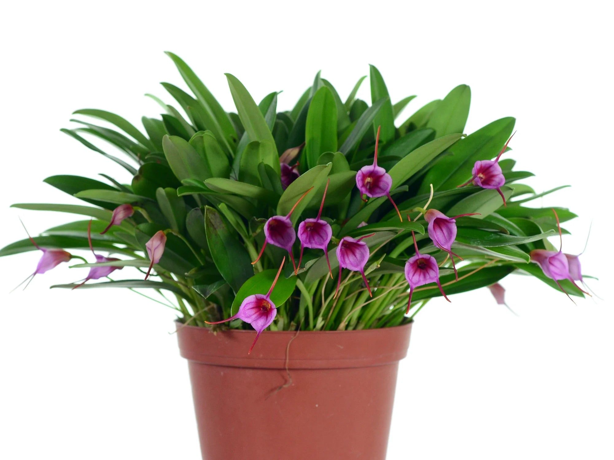 Masdevallia Fractured Angel