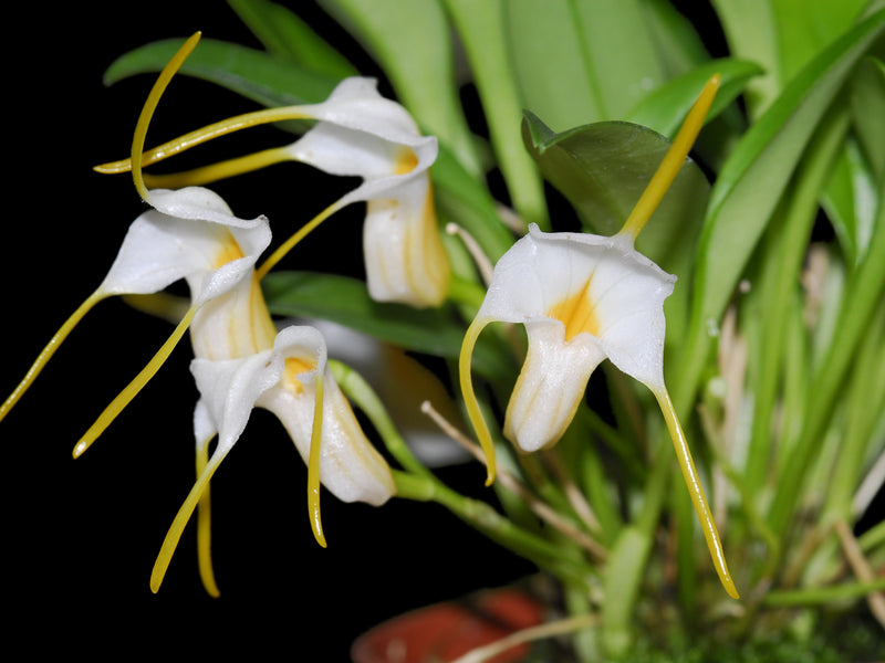 Masdevallia fuchsii