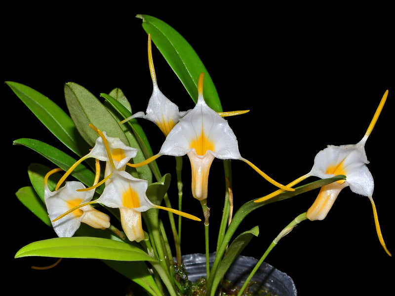 Masdevallia fuchsii
