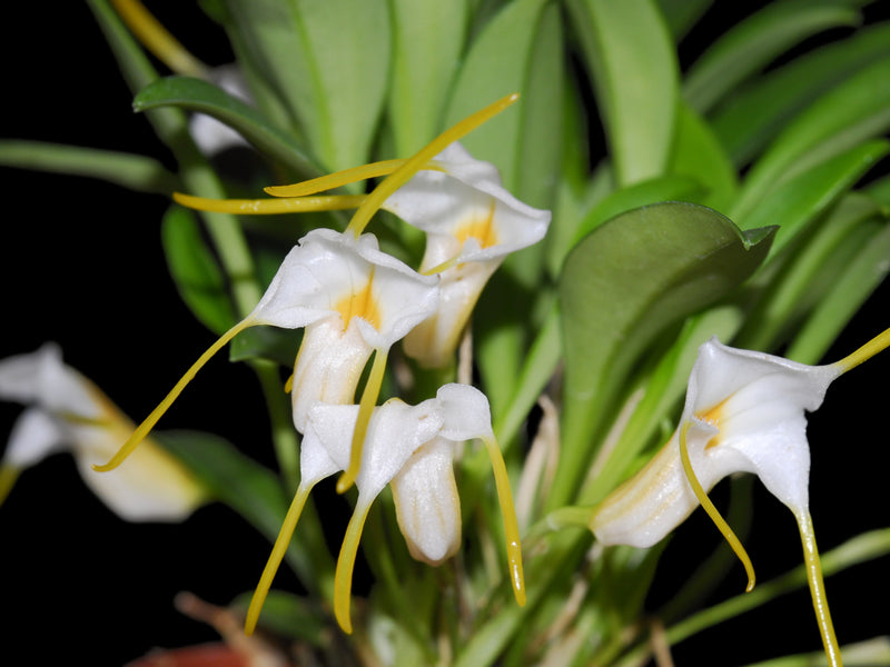 Masdevallia fuchsii