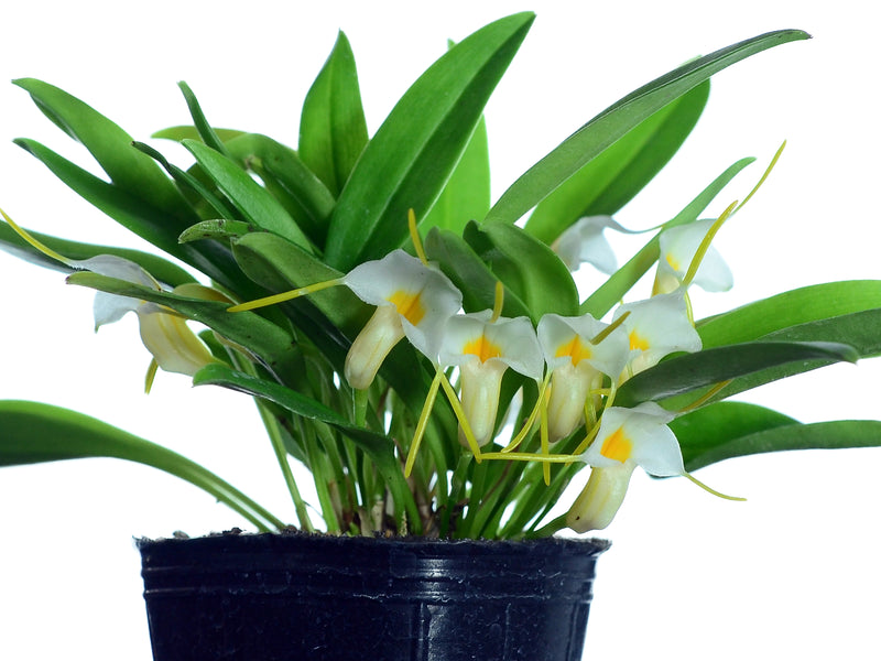 Masdevallia fuchsii Ecuagenera